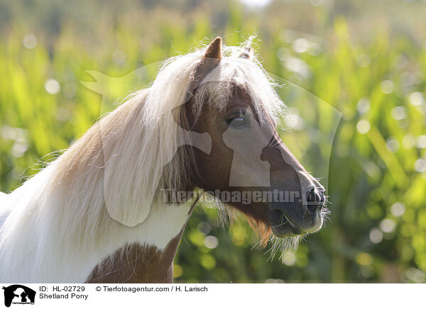 Shetland Pony / Shetland Pony / HL-02729