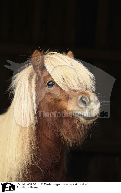 Shetland Pony / Shetland Pony / HL-02856