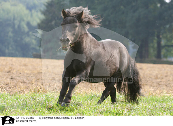 Shetland Pony / Shetland Pony / HL-02857