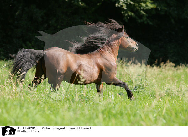 Shetland Pony / Shetland Pony / HL-02916