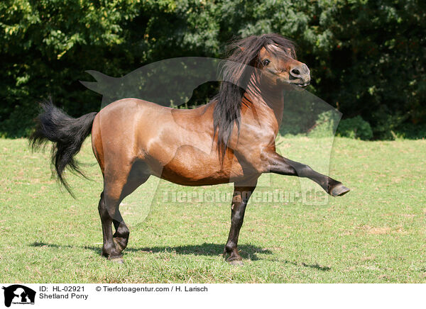 Shetland Pony / Shetland Pony / HL-02921