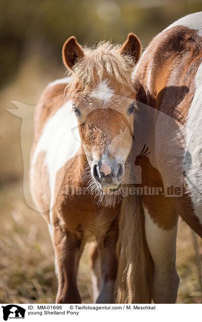 junges Shetland Pony / young Shetland Pony / MM-01696