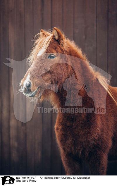 Shetland Pony / Shetland Pony / MM-01797
