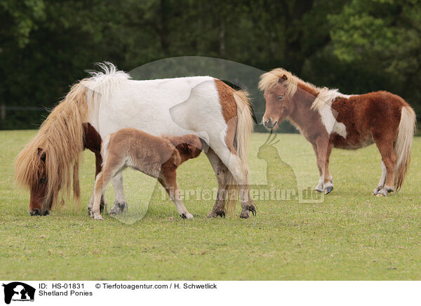 Shetland Ponies / Shetland Ponies / HS-01831