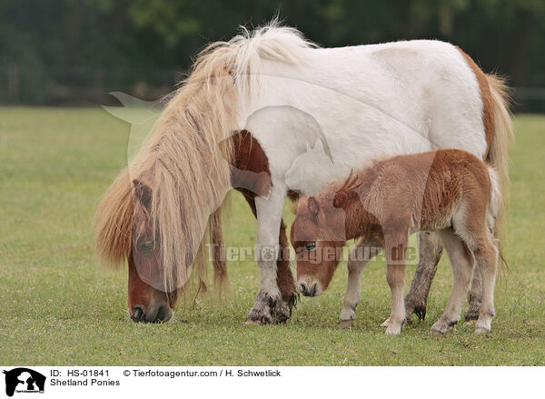 Shetland Ponies / Shetland Ponies / HS-01841