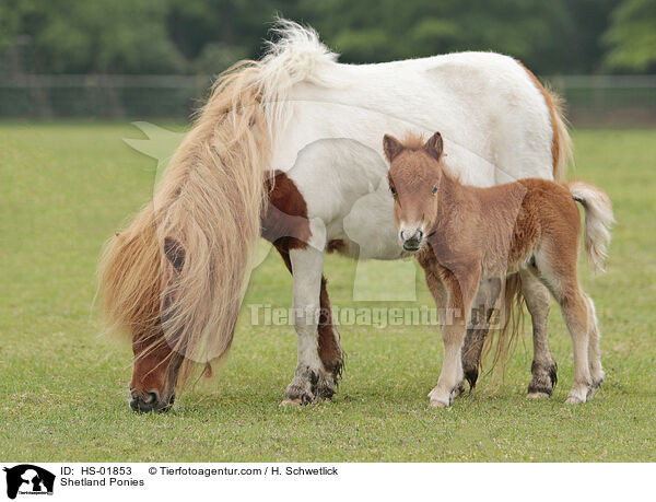 Shetland Ponies / HS-01853