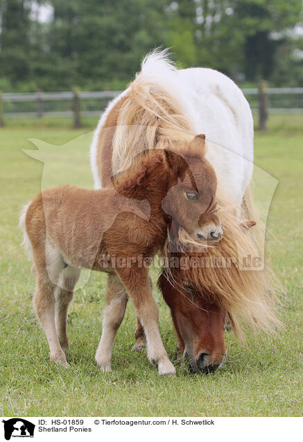 Shetland Ponies / Shetland Ponies / HS-01859