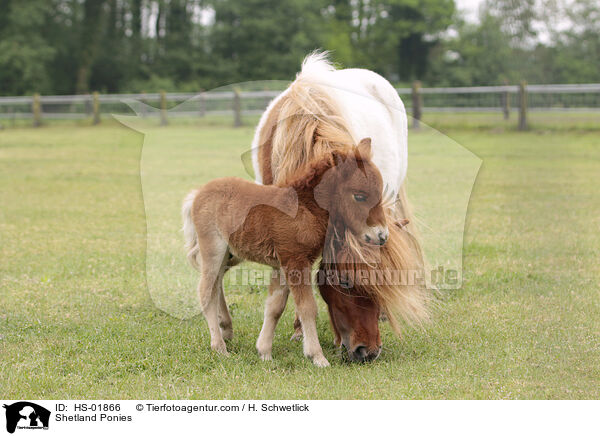 Shetland Ponies / HS-01866