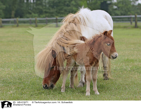 Shetland Ponies / Shetland Ponies / HS-01871