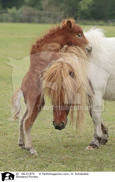 Shetland Ponies / Shetland Ponies / HS-01875
