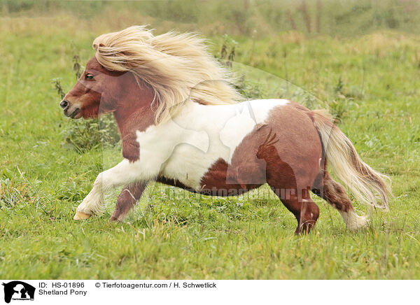 Shetland Pony / Shetland Pony / HS-01896