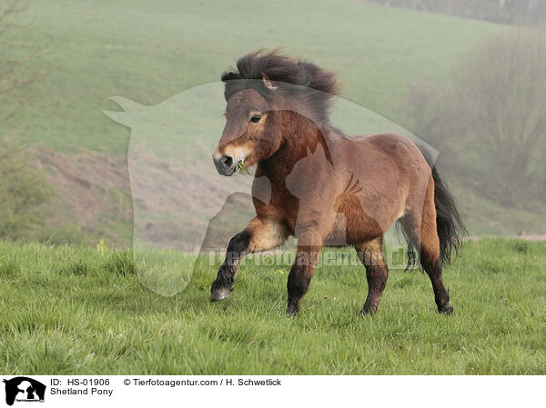 Shetland Pony / HS-01906