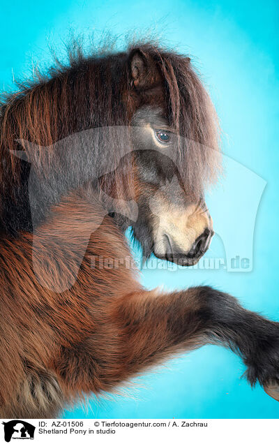 Shetland Pony im Studio / Shetland Pony in studio / AZ-01506