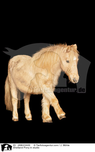 Shetland Pony im Studio / Shetland Pony in studio / JAM-03449