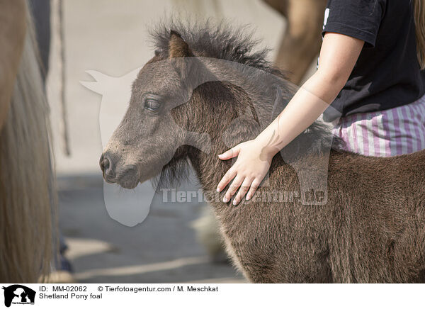 Shetland Pony Fohlen / Shetland Pony foal / MM-02062