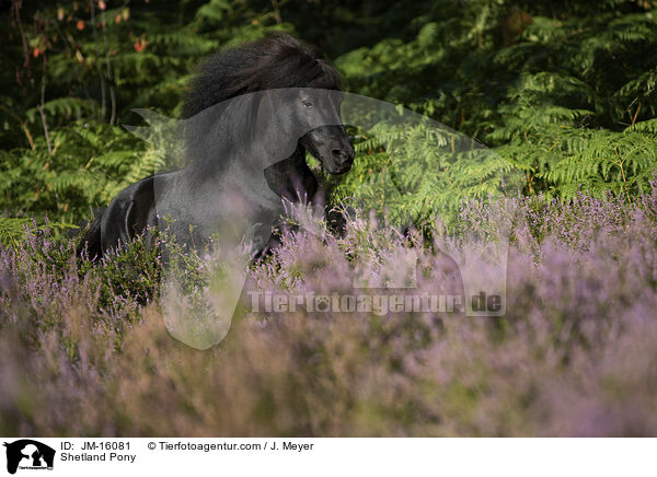 Shetland Pony / JM-16081