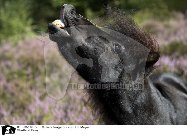 Shetland Pony / JM-16082