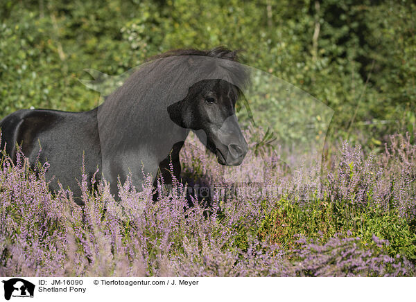 Shetland Pony / JM-16090