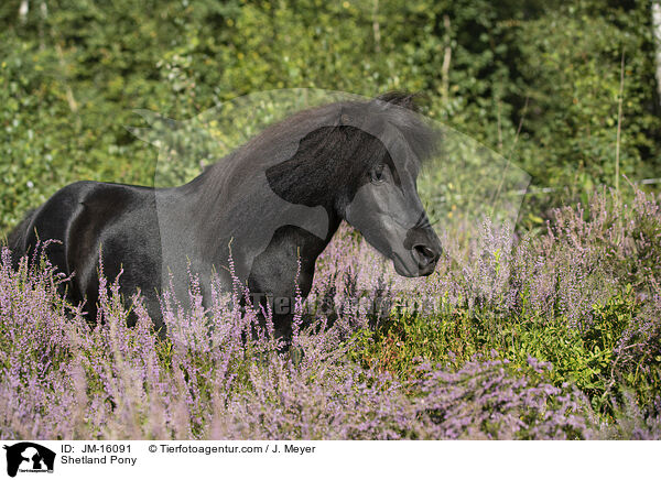 Shetland Pony / JM-16091