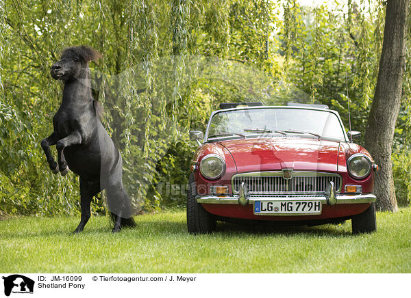 Shetland Pony / Shetland Pony / JM-16099