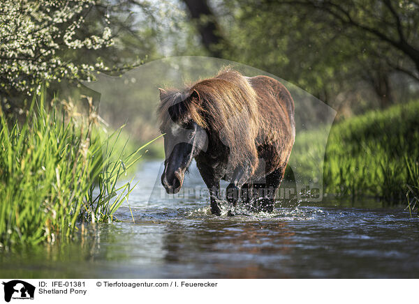 Shetland Pony / IFE-01381