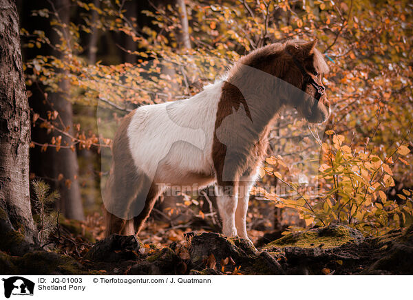 Shetland Pony / Shetland Pony / JQ-01003