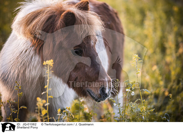 Shetland Pony / Shetland Pony / JQ-01062