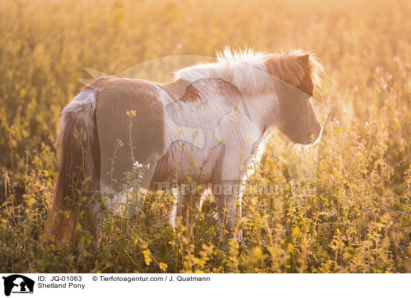 Shetland Pony / Shetland Pony / JQ-01063