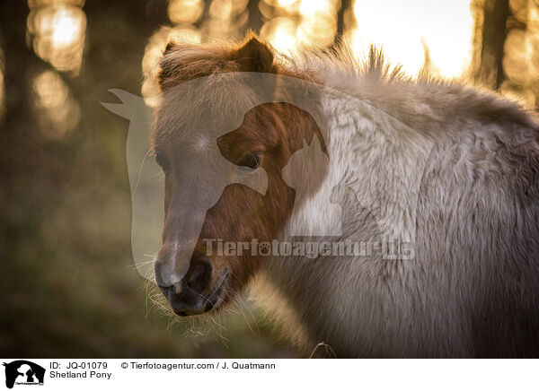 Shetland Pony / Shetland Pony / JQ-01079