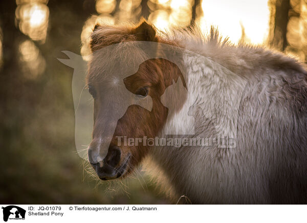 Shetland Pony / JQ-01079