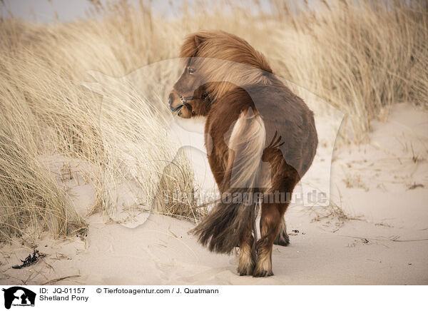 Shetland Pony / Shetland Pony / JQ-01157