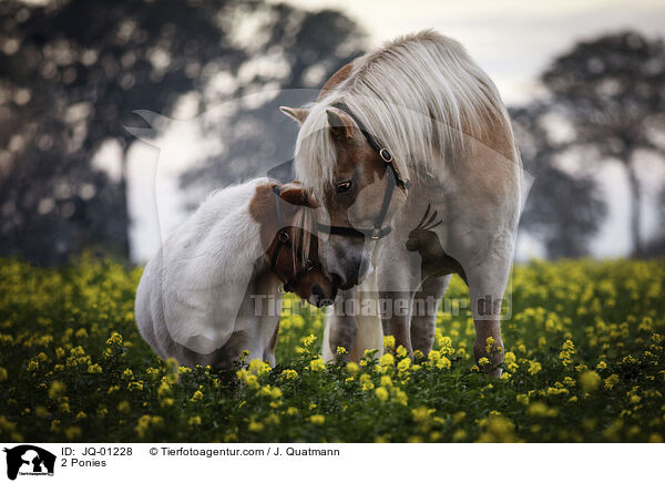 2 Ponies / 2 Ponies / JQ-01228