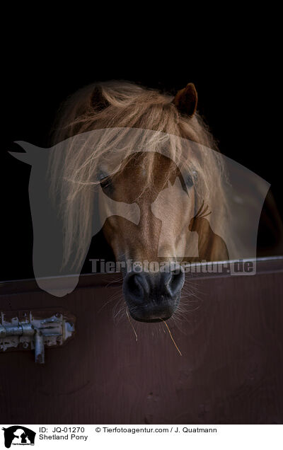 Shetland Pony / JQ-01270