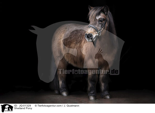 Shetland Pony / Shetland Pony / JQ-01329