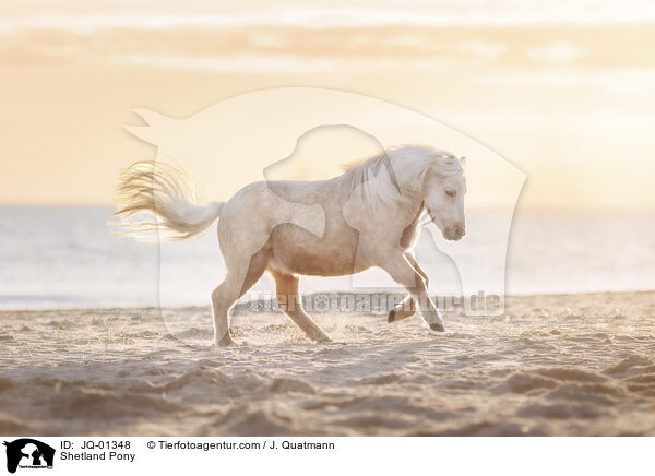 Shetland Pony / Shetland Pony / JQ-01348