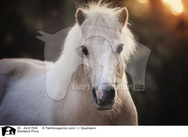 Shetland Pony / Shetland Pony / JQ-01509