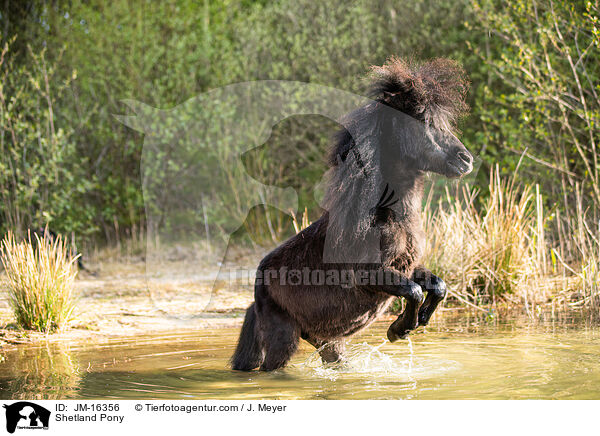 Shetland Pony / Shetland Pony / JM-16356