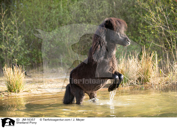 Shetland Pony / JM-16357