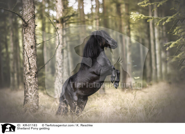 Shetland Pony gelding / KR-01183