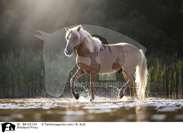 Shetland Pony / BK-02134