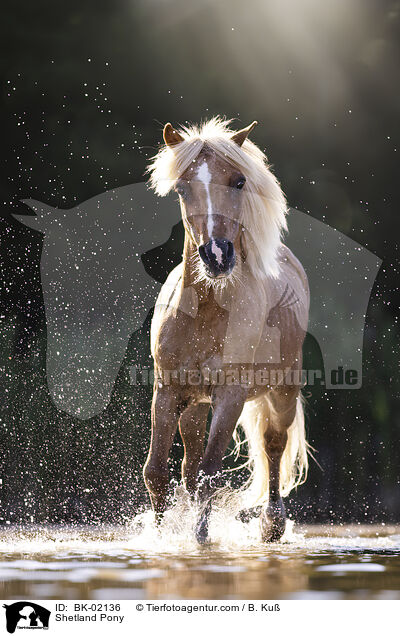Shetland Pony / BK-02136