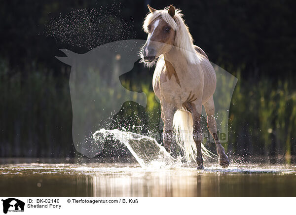 Shetland Pony / Shetland Pony / BK-02140