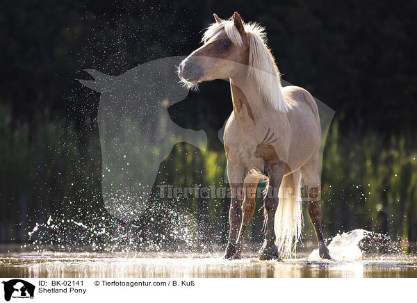 Shetland Pony / Shetland Pony / BK-02141