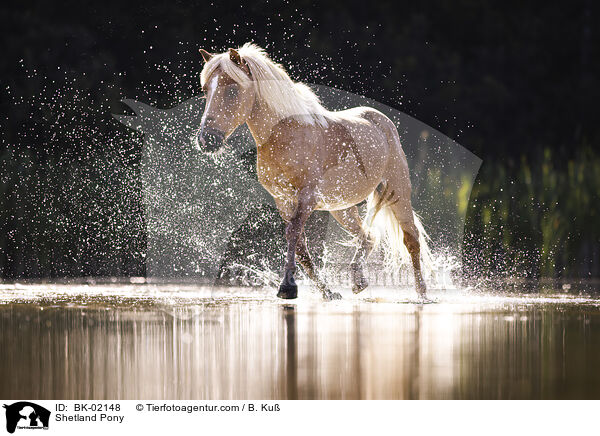 Shetland Pony / BK-02148