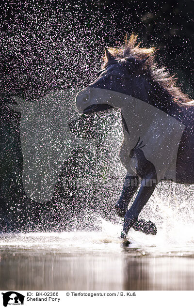 Shetland Pony / Shetland Pony / BK-02366