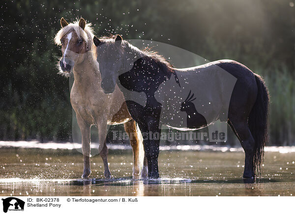 Shetland Pony / BK-02378