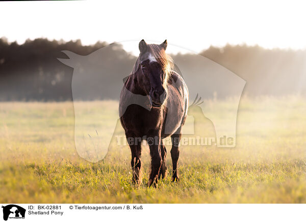 Shetland Pony / Shetland Pony / BK-02881