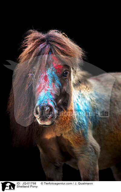 Shetland Pony / JQ-01798