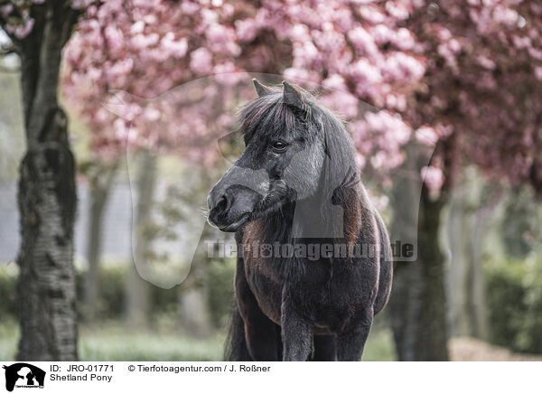 Shetland Pony / Shetland Pony / JRO-01771