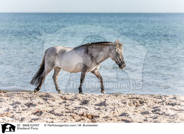 Shetland Pony / MAB-02497
